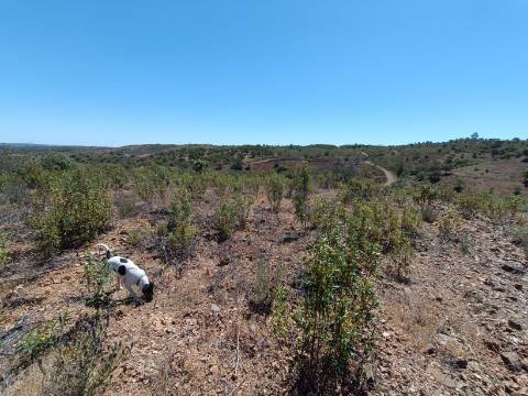 TERRENO COM 34.700 M2 - POSSIBILIDADES DE CONSTRUIR UM ARMAZEM - PRÓXIMO A CHOÇA QUEIMADA EM CASTRO MARIM - ALGARVE