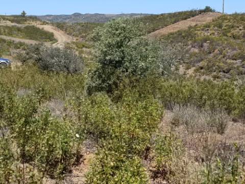 TERRENO COM 34.700 M2 - POSSIBILIDADES DE CONSTRUIR UM ARMAZEM - PRÓXIMO A CHOÇA QUEIMADA EM CASTRO MARIM - ALGARVE