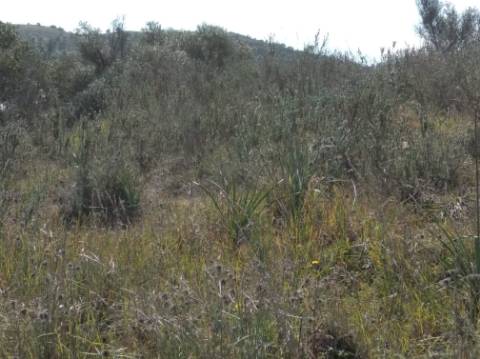 TERRENO RUSTICO COM 5.520 M2 - VISTA RIO GUADIANA - FOZ DE ODELEITE - CASTRO MARIM - ALGARVE