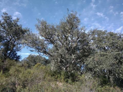 TERRENO RUSTICO COM 5.520 M2 - VISTA RIO GUADIANA - FOZ DE ODELEITE - CASTRO MARIM - ALGARVE