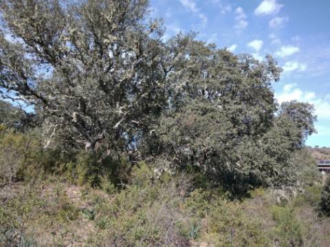 TERRENO RUSTICO COM 5.520 M2 - VISTA RIO GUADIANA - FOZ DE ODELEITE - CASTRO MARIM - ALGARVE