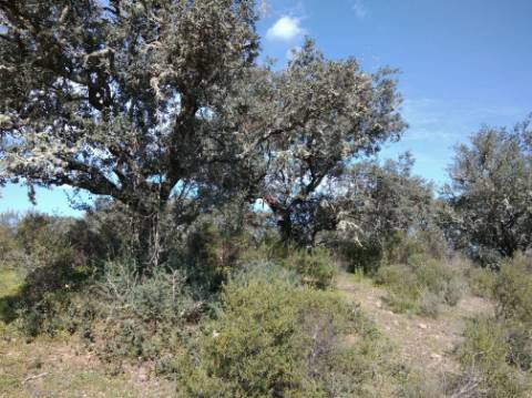 TERRENO RUSTICO COM 5.520 M2 - VISTA RIO GUADIANA - FOZ DE ODELEITE - CASTRO MARIM - ALGARVE