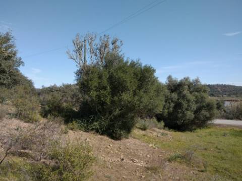 TERRENO RUSTICO COM 5.520 M2 - VISTA RIO GUADIANA - FOZ DE ODELEITE - CASTRO MARIM - ALGARVE