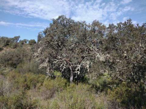 TERRENO RUSTICO COM 5.520 M2 - VISTA RIO GUADIANA - FOZ DE ODELEITE - CASTRO MARIM - ALGARVE