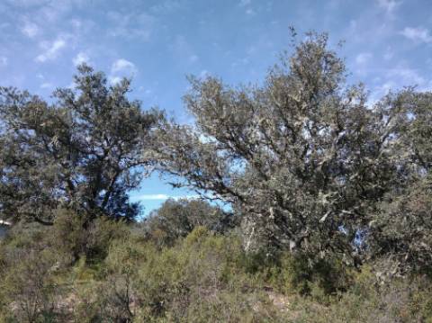 TERRENO RUSTICO COM 5.520 M2 - VISTA RIO GUADIANA - FOZ DE ODELEITE - CASTRO MARIM - ALGARVE