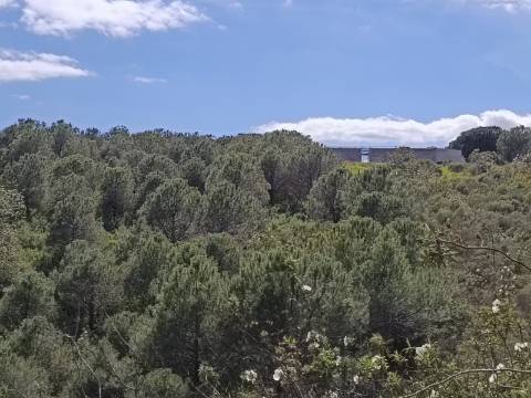 TERRENO RUSTICO COM 5.920 M2 - PRÓXIMO DO PIÇARRAL - CASTRO MARIM - ALGARVE