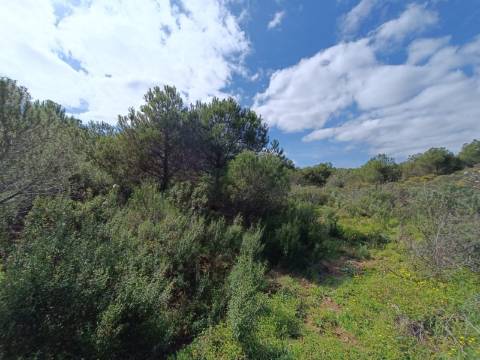 TERRENO RUSTICO COM 5.920 M2 - PRÓXIMO DO PIÇARRAL - CASTRO MARIM - ALGARVE