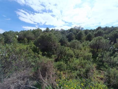 TERRENO RUSTICO COM 5.920 M2 - PRÓXIMO DO PIÇARRAL - CASTRO MARIM - ALGARVE