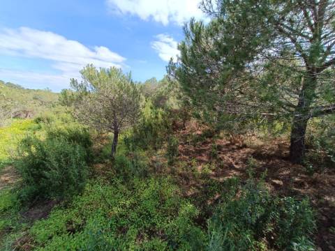 TERRENO RUSTICO COM 5.920 M2 - PRÓXIMO DO PIÇARRAL - CASTRO MARIM - ALGARVE