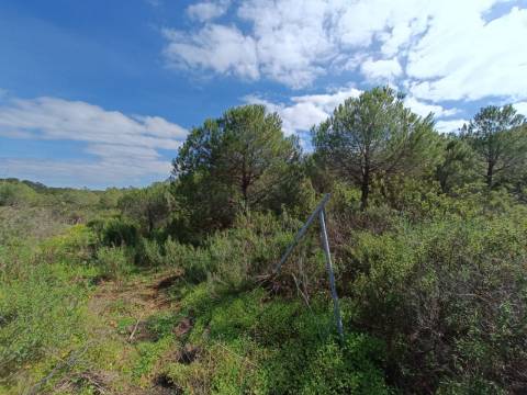 TERRENO RUSTICO COM 5.920 M2 - PRÓXIMO DO PIÇARRAL - CASTRO MARIM - ALGARVE