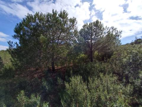 TERRENO RUSTICO COM 5.920 M2 - PRÓXIMO DO PIÇARRAL - CASTRO MARIM - ALGARVE