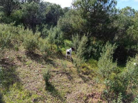 TERRENO RUSTICO COM 5.920 M2 - PRÓXIMO DO PIÇARRAL - CASTRO MARIM - ALGARVE