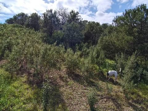 TERRENO RUSTICO COM 5.920 M2 - PRÓXIMO DO PIÇARRAL - CASTRO MARIM - ALGARVE