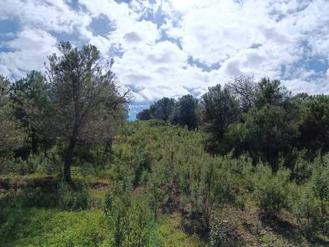 TERRENO RUSTICO COM 5.920 M2 - PRÓXIMO DO PIÇARRAL - CASTRO MARIM - ALGARVE