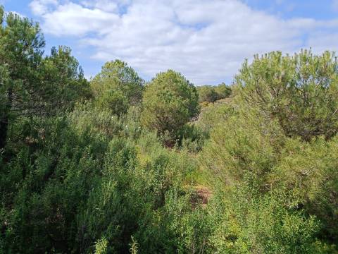 TERRENO RUSTICO COM 5.920 M2 - PRÓXIMO DO PIÇARRAL - CASTRO MARIM - ALGARVE