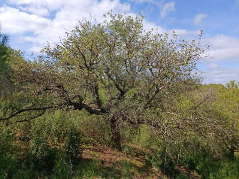 TERRENO RUSTICO COM 5.920 M2 - PRÓXIMO DO PIÇARRAL - CASTRO MARIM - ALGARVE