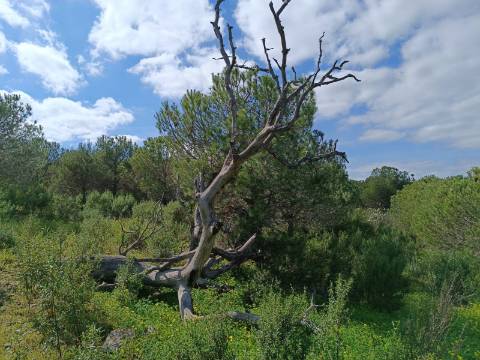TERRENO RUSTICO COM 5.920 M2 - PRÓXIMO DO PIÇARRAL - CASTRO MARIM - ALGARVE