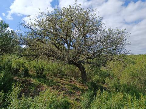 TERRENO RUSTICO COM 5.920 M2 - PRÓXIMO DO PIÇARRAL - CASTRO MARIM - ALGARVE