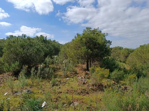 TERRENO RUSTICO COM 5.920 M2 - PRÓXIMO DO PIÇARRAL - CASTRO MARIM - ALGARVE