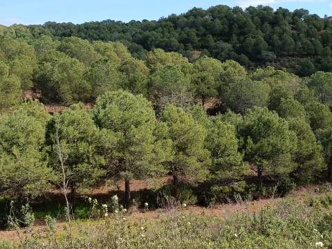 TERRENO RUSTICO COM 5.920 M2 - PRÓXIMO DO PIÇARRAL - CASTRO MARIM - ALGARVE