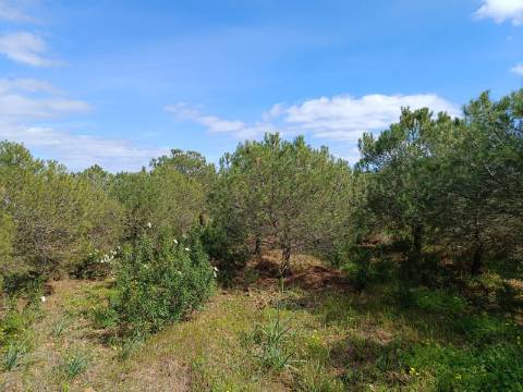 TERRENO RUSTICO COM 5.920 M2 - PRÓXIMO DO PIÇARRAL - CASTRO MARIM - ALGARVE