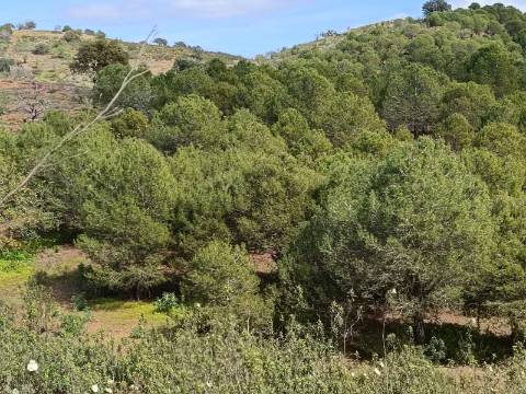 TERRENO RUSTICO COM 5.920 M2 - PRÓXIMO DO PIÇARRAL - CASTRO MARIM - ALGARVE