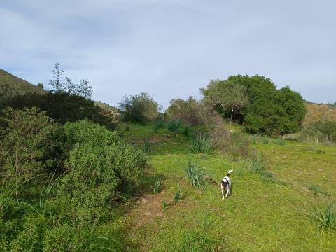 TERRENO RUSTICO COM 1.520 M2 - JUNTO AO RIO GUADIANA - ALCOUTIM - ALGARVE