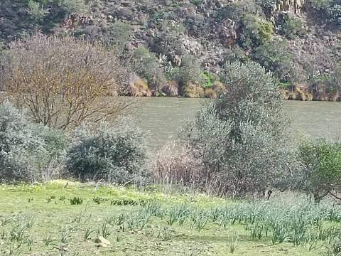 TERRENO RUSTICO COM 1.520 M2 - JUNTO AO RIO GUADIANA - ALCOUTIM - ALGARVE