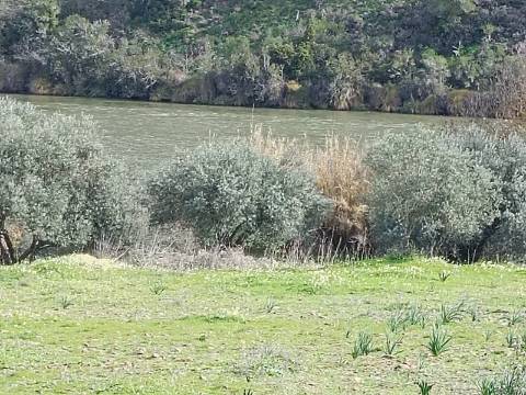 TERRENO RUSTICO COM 1.520 M2 - JUNTO AO RIO GUADIANA - ALCOUTIM - ALGARVE