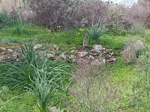 TERRENO RUSTICO COM 1.520 M2 - JUNTO AO RIO GUADIANA - ALCOUTIM - ALGARVE