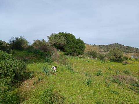 TERRENO RUSTICO COM 1.520 M2 - JUNTO AO RIO GUADIANA - ALCOUTIM - ALGARVE