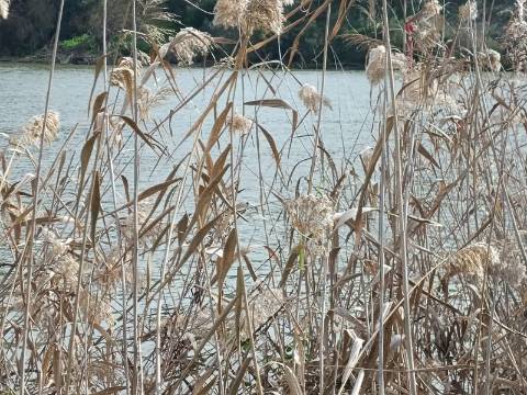 TERRENO RUSTICO COM 1.520 M2 - JUNTO AO RIO GUADIANA - ALCOUTIM - ALGARVE