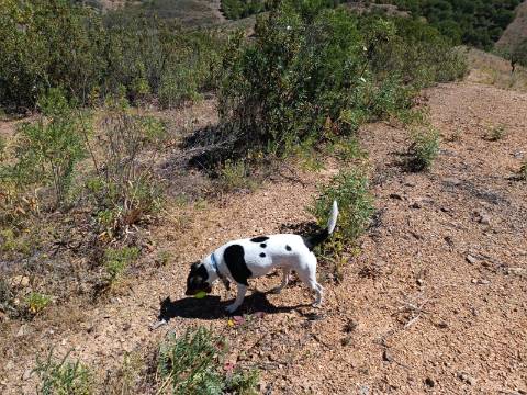 TERRENO COM 8.720 M2 - COM POÇO - PRÓXIMO A CORTE DO GAGO EM CASTRO MARIM - ALGARVE