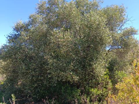 TERRENO COM 8.720 M2 - COM POÇO - PRÓXIMO A CORTE DO GAGO EM CASTRO MARIM - ALGARVE