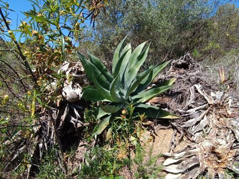 TERRENO COM 8.720 M2 - COM POÇO - PRÓXIMO A CORTE DO GAGO EM CASTRO MARIM - ALGARVE