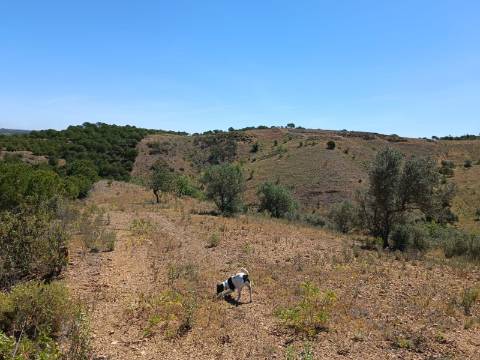 TERRENO COM 8.720 M2 - COM POÇO - PRÓXIMO A CORTE DO GAGO EM CASTRO MARIM - ALGARVE