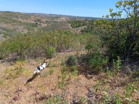 TERRENO COM 8.720 M2 - COM POÇO - PRÓXIMO A CORTE DO GAGO EM CASTRO MARIM - ALGARVE