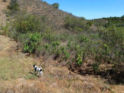TERRENO COM 8.720 M2 - COM POÇO - PRÓXIMO A CORTE DO GAGO EM CASTRO MARIM - ALGARVE