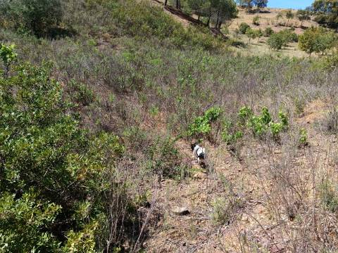 TERRENO COM 8.720 M2 - COM POÇO - PRÓXIMO A CORTE DO GAGO EM CASTRO MARIM - ALGARVE