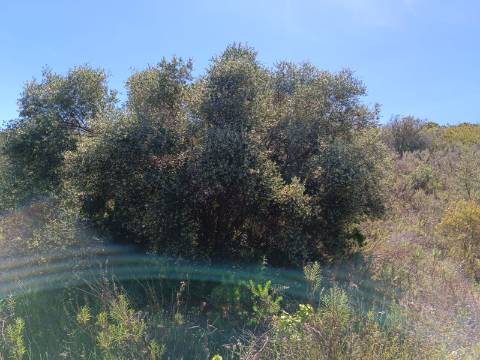 TERRENO COM 8.720 M2 - COM POÇO - PRÓXIMO A CORTE DO GAGO EM CASTRO MARIM - ALGARVE