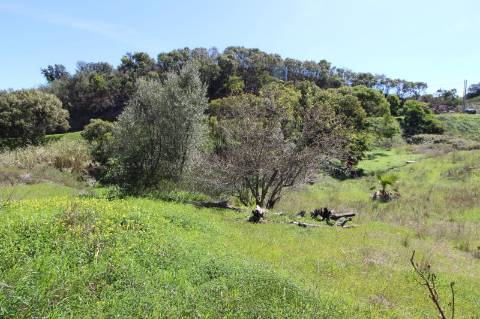 Terreno Misto com ruína zona da Conceição de Tavira,