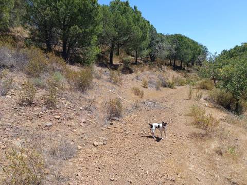 TERRENO RÚSTICO COM 5.160 M2 - PRÓXIMO A FOZ DE ODELEITE - ODELEITE - CASTRO MARIM - ALGARVE