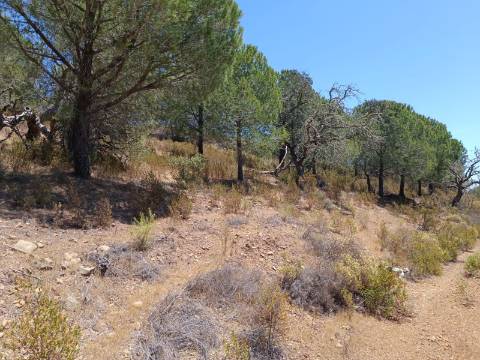 TERRENO RÚSTICO COM 5.160 M2 - PRÓXIMO A FOZ DE ODELEITE - ODELEITE - CASTRO MARIM - ALGARVE