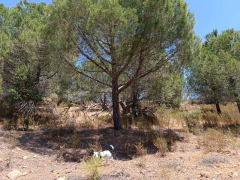 TERRENO RÚSTICO COM 5.160 M2 - PRÓXIMO A FOZ DE ODELEITE - ODELEITE - CASTRO MARIM - ALGARVE
