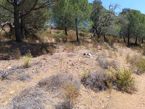 TERRENO RÚSTICO COM 5.160 M2 - PRÓXIMO A FOZ DE ODELEITE - ODELEITE - CASTRO MARIM - ALGARVE