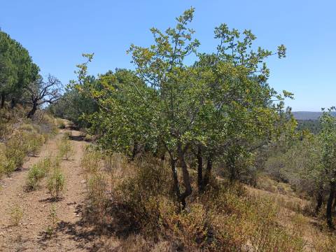 TERRENO RÚSTICO COM 5.160 M2 - PRÓXIMO A FOZ DE ODELEITE - ODELEITE - CASTRO MARIM - ALGARVE