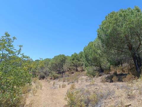 TERRENO RÚSTICO COM 5.160 M2 - PRÓXIMO A FOZ DE ODELEITE - ODELEITE - CASTRO MARIM - ALGARVE