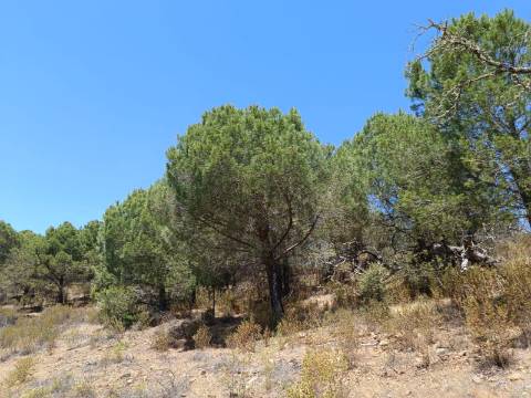 TERRENO RÚSTICO COM 5.160 M2 - PRÓXIMO A FOZ DE ODELEITE - ODELEITE - CASTRO MARIM - ALGARVE