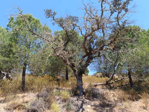 TERRENO RÚSTICO COM 5.160 M2 - PRÓXIMO A FOZ DE ODELEITE - ODELEITE - CASTRO MARIM - ALGARVE
