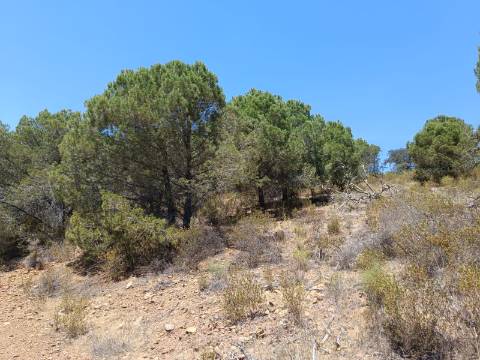 TERRENO RÚSTICO COM 5.160 M2 - PRÓXIMO A FOZ DE ODELEITE - ODELEITE - CASTRO MARIM - ALGARVE